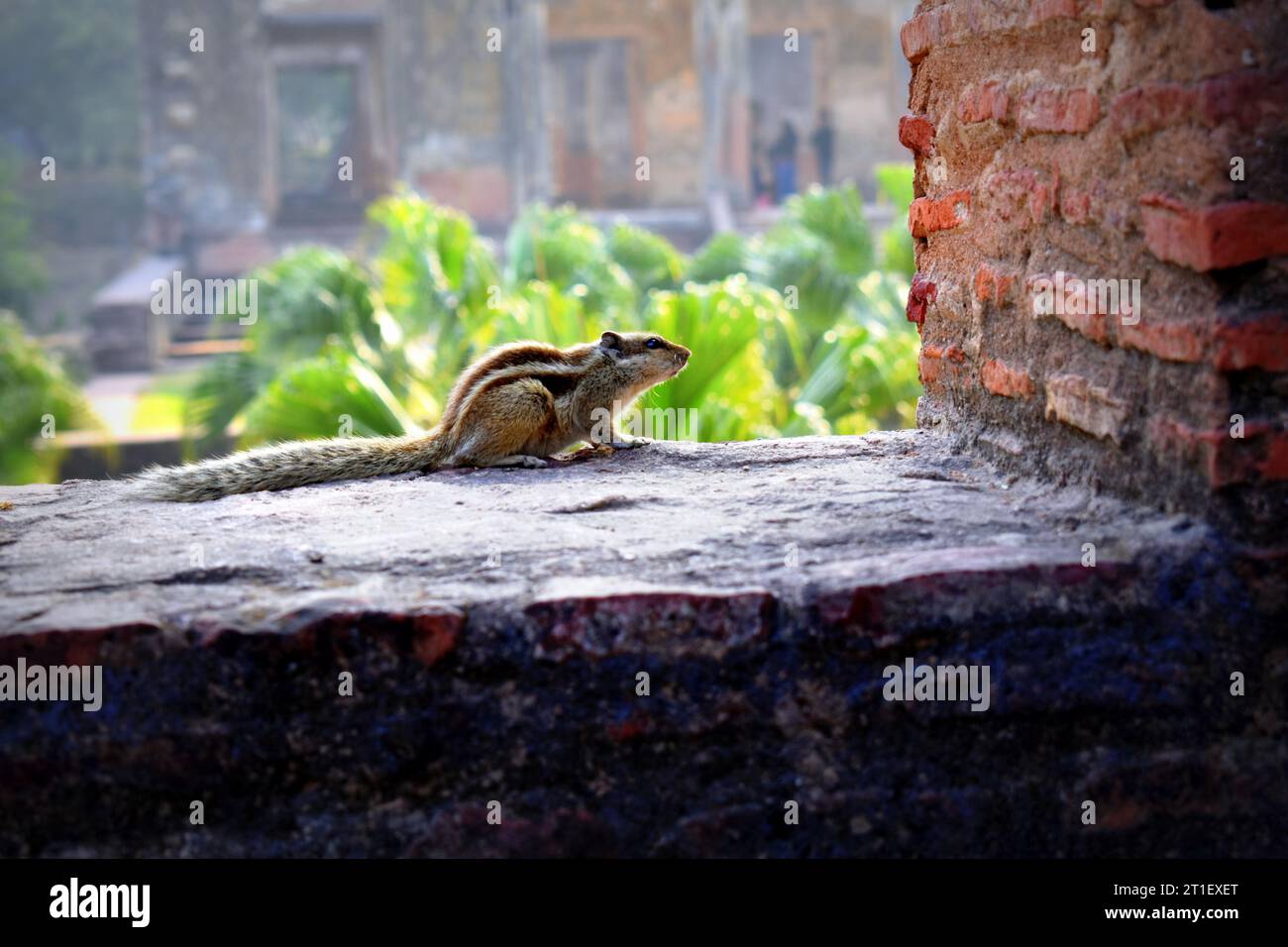 Il carino animale roditore dello scoiattolo. Foto Stock