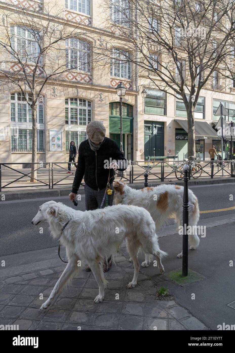 Parigi Francia autentica vita quotidiana, un uomo cammina i suoi due bellissimi cani Foto Stock