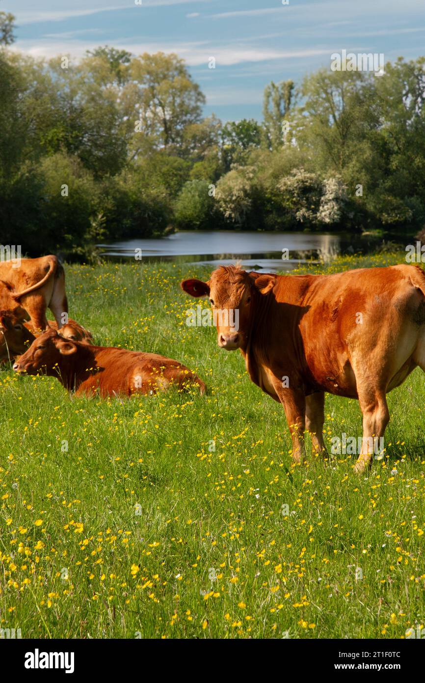 Bestiame che riposa vicino al fiume a Water Meadows, Sudbury, Suffolk, Inghilterra Foto Stock