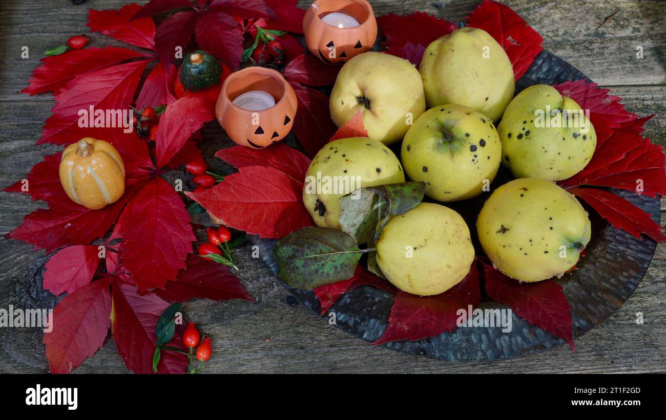 Decorazione autunnale con quinces maturi, foglie rosse autunnali, candele di zucca, mucche. Foto Stock