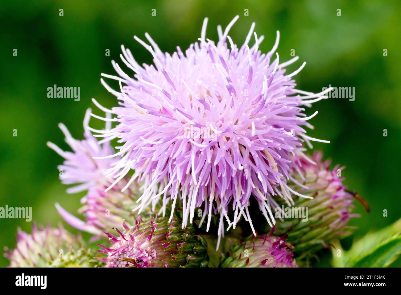 Cardo strisciante (cirsium arvense), primo piano di un singolo fiore rosa, il primo ad aprirsi da un gruppo di boccioli sulla pianta. Foto Stock