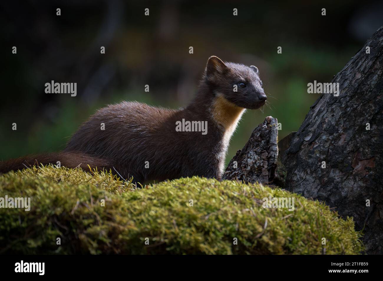 Pine Marten su una banca di muschi, Scozia, Regno Unito Foto Stock