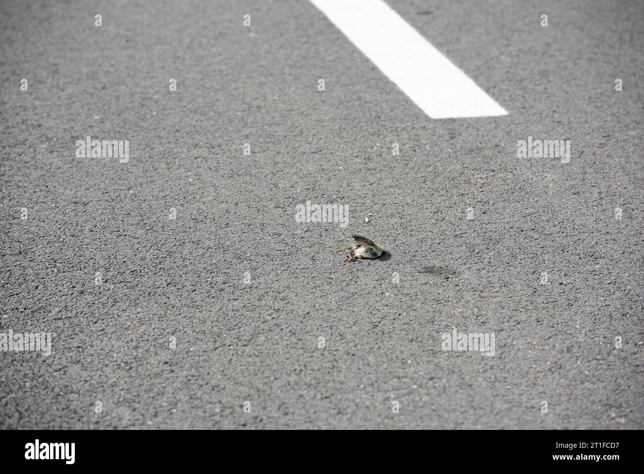 Piccolo uccello senza vita su strada, probabilmente vittima di un incidente d'auto, Camargue, Francia Foto Stock