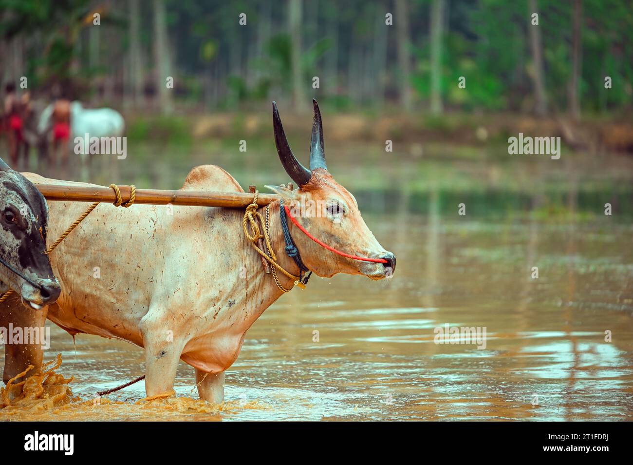 corsa di tori di fango in kerala in un festival del villaggio chiamato kakkoor kalavayal Foto Stock