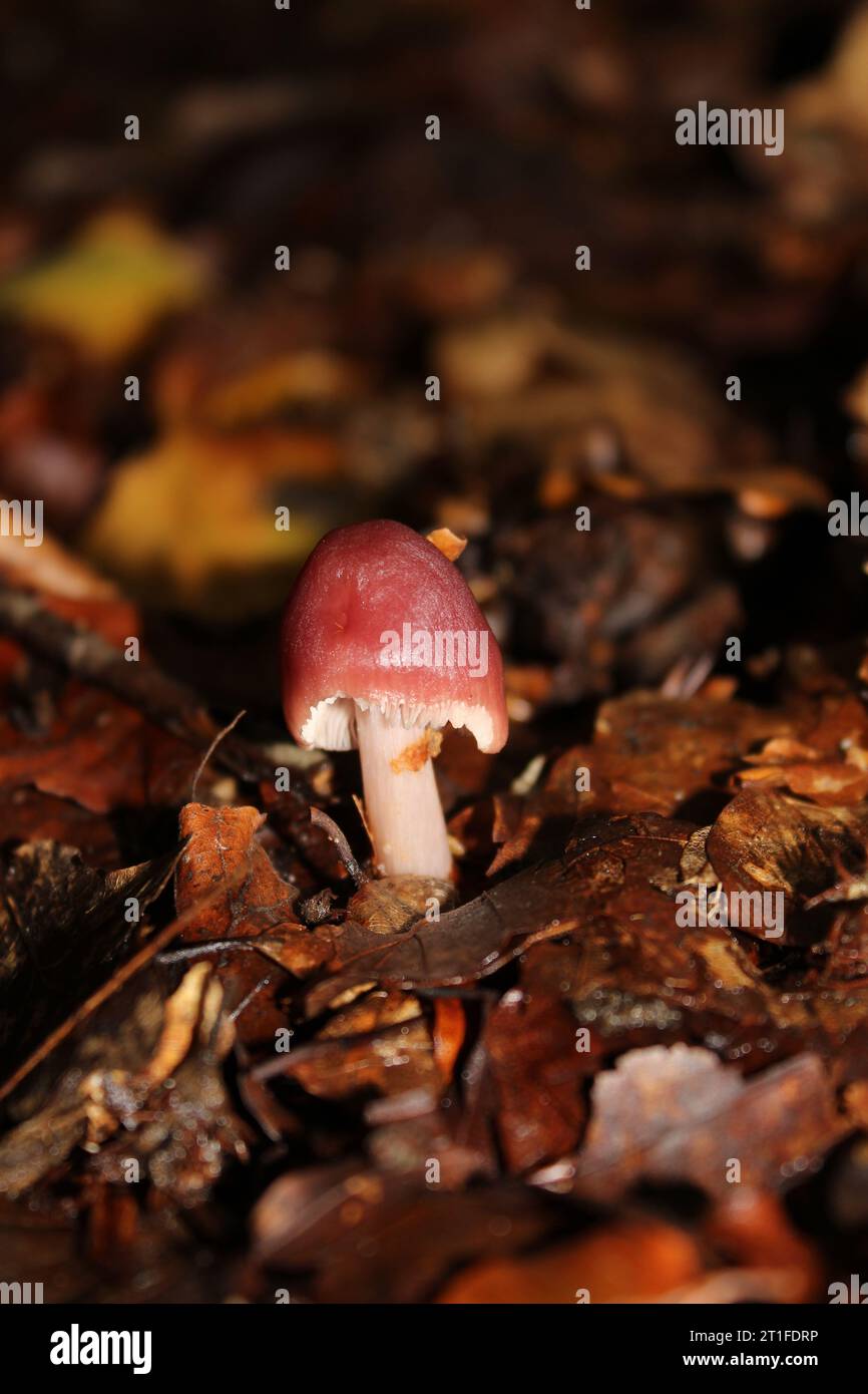 Funghi rosati (Mycena rosea) nei boschi Foto Stock