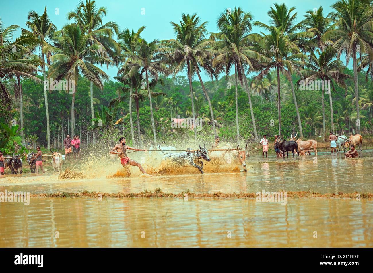 corsa di tori di fango in kerala in un festival del villaggio chiamato kakkoor kalavayal Foto Stock