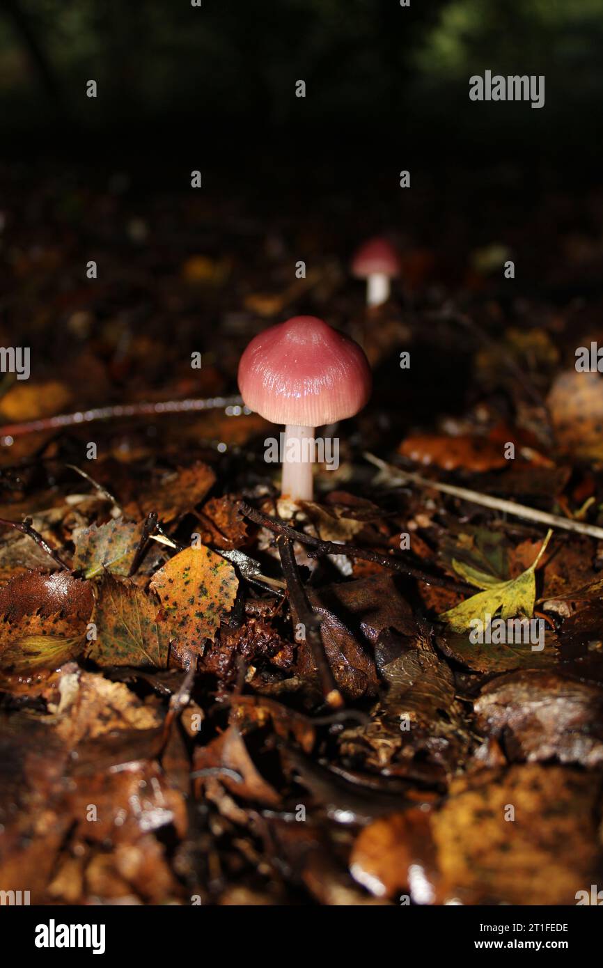 Funghi rosati (Mycena rosea) nei boschi Foto Stock