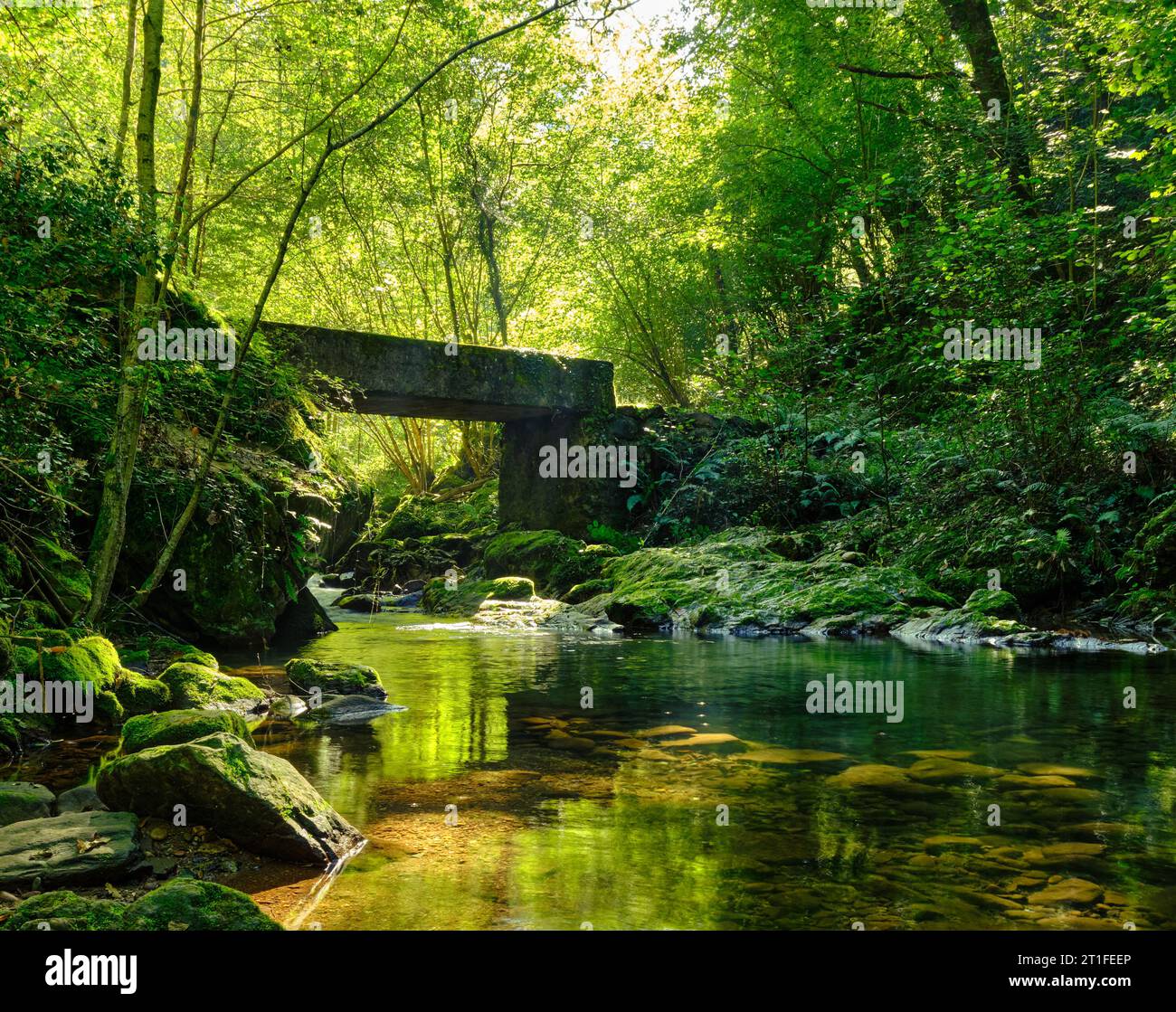 panorama di una foresta verdeggiante, nella foto è possibile vedere un fiume dalle acque calme con un ponte che collega le due sponde, tonalità verde e giallo con c Foto Stock