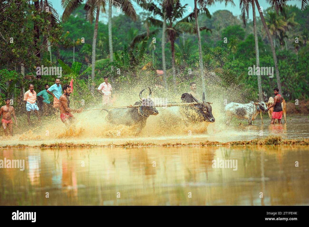 corsa di tori di fango in kerala in un festival del villaggio chiamato kakkoor kalavayal Foto Stock