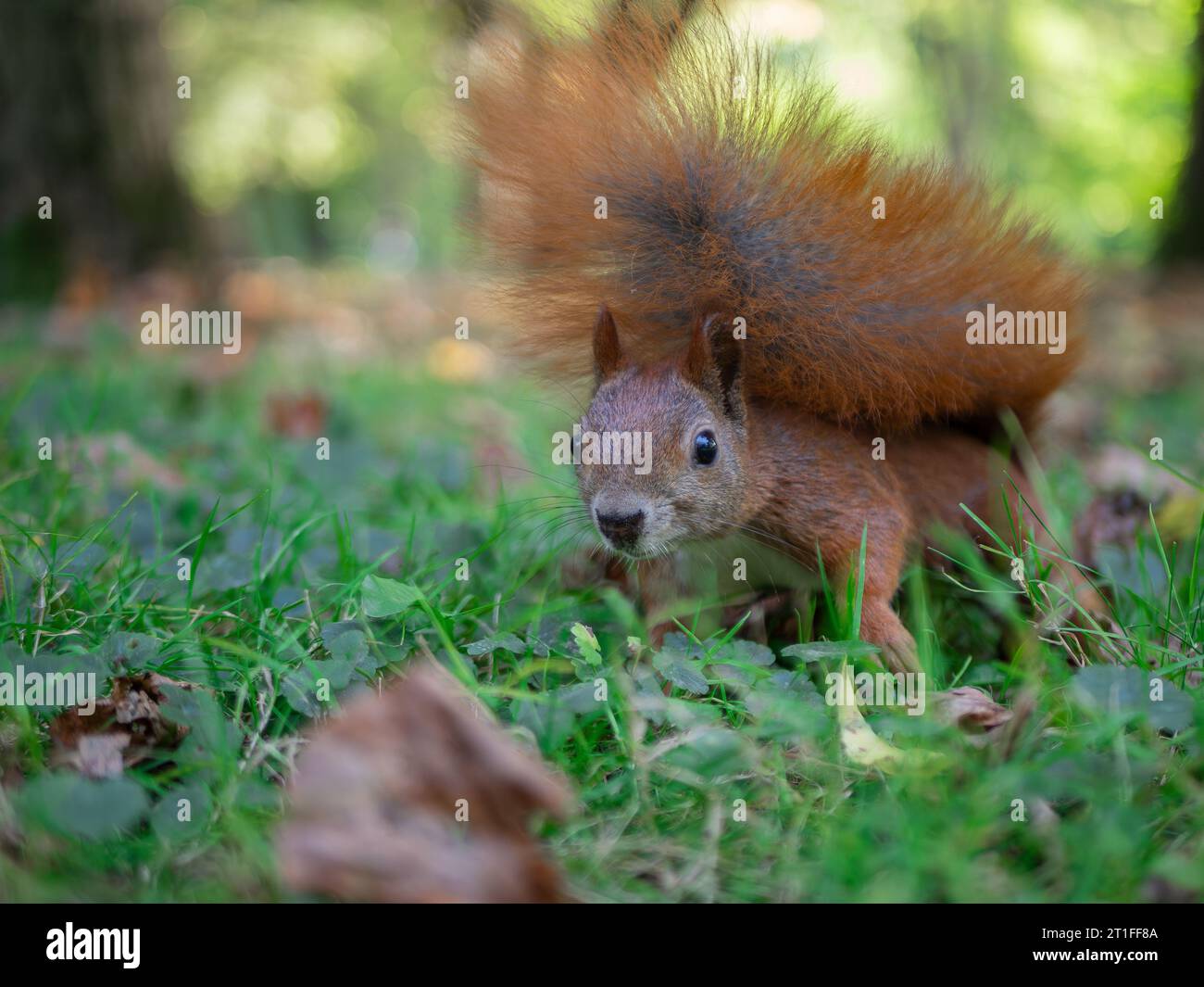 Scoiattolo rosso con una coda soffice si trova sull'erba verde del parco. Colori vivaci di fine estate, sfondo sfocato, pomeriggio. Foto Stock
