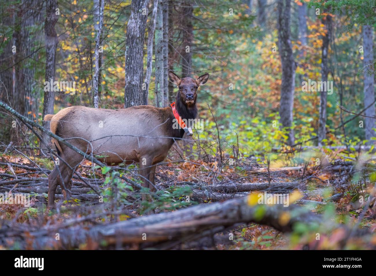 Alce femminile nella zona di Clam Lake nel Wisconsin settentrionale. Foto Stock