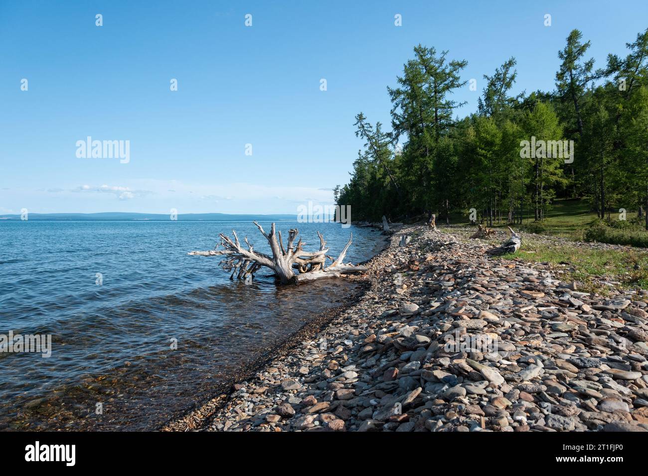 Riva del lago Khovsgol, Mongolia Foto Stock