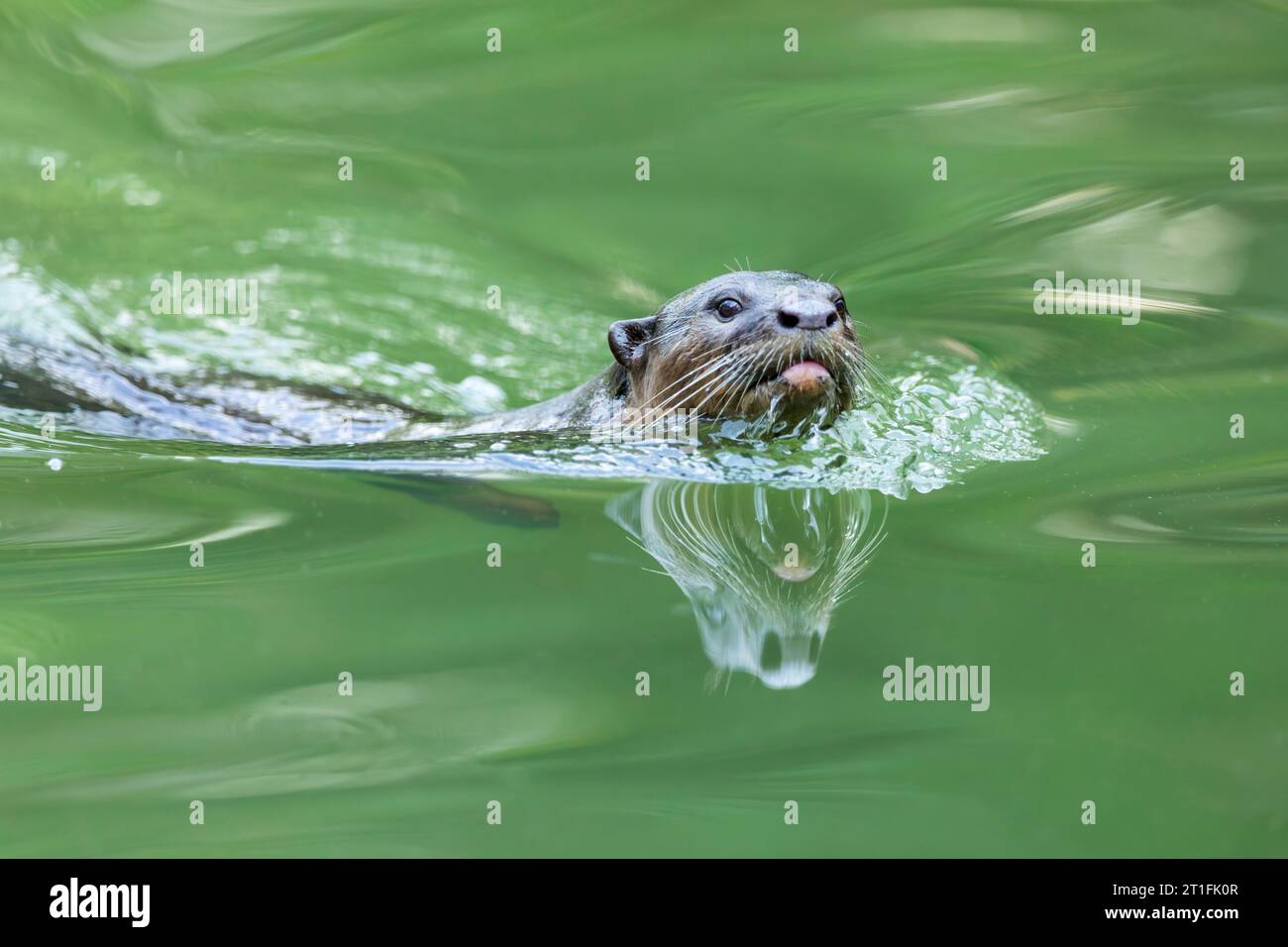 Il mio Waterway@Punggol a Singapore è un fiume urbano con una liscia lontra rivestita. Foto Stock