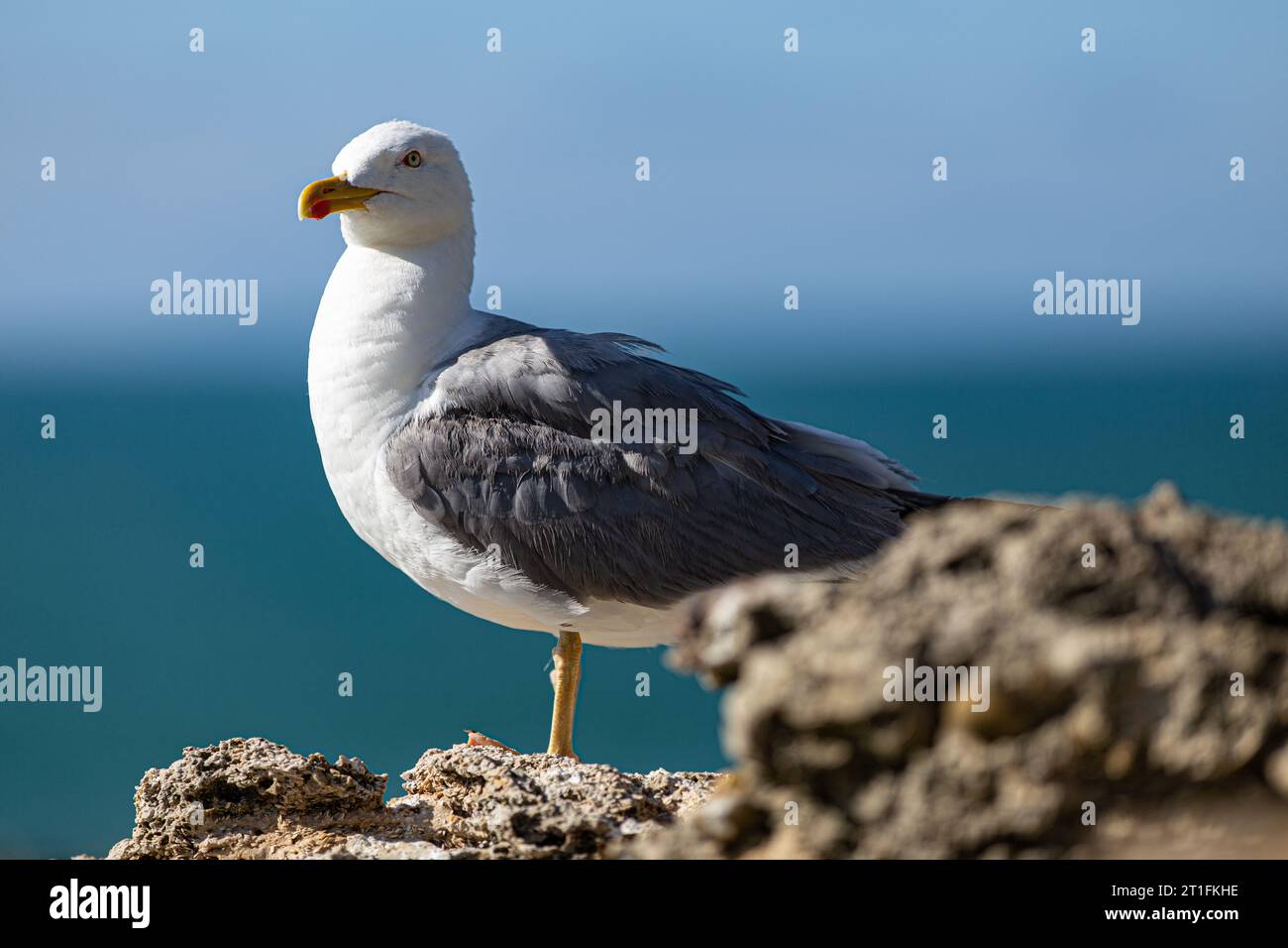 Primo piano di un gabbiano con il mare sullo sfondo Foto Stock