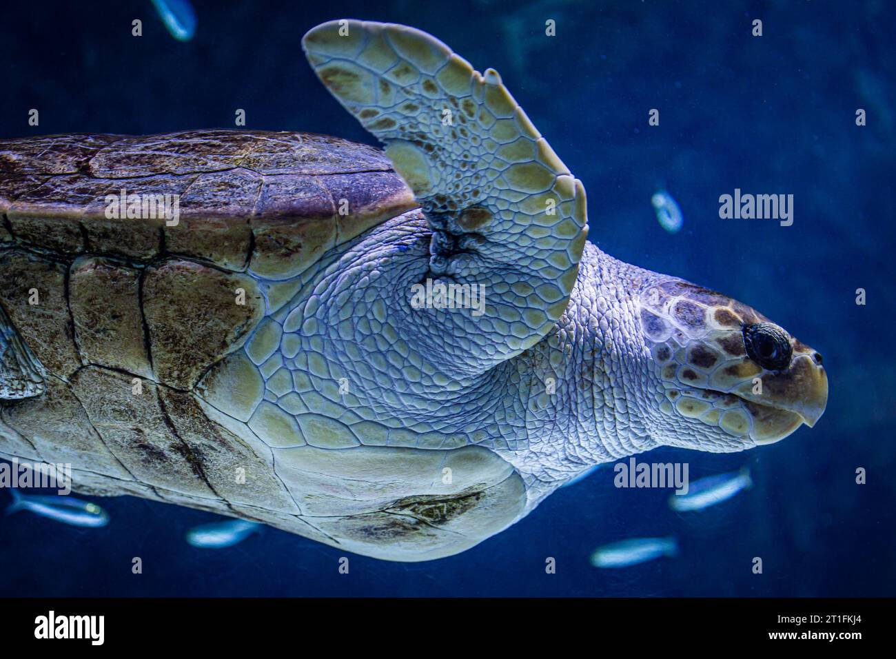 Tartaruga all'interno di un acquario del museo marino di Biarritz, Francia Foto Stock
