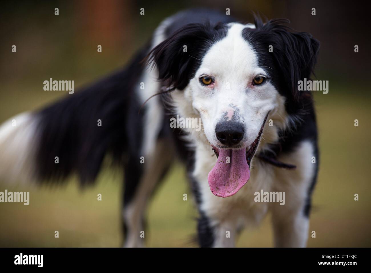 Linguetta del cane che fissa la telecamera Foto Stock