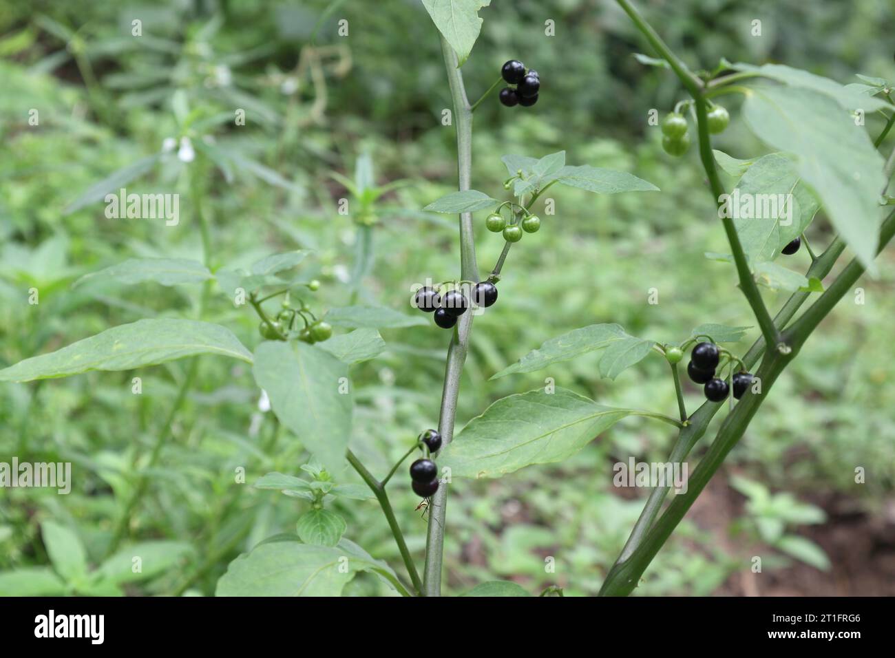 Bacche mature e non mature di una pianta Black nightshade in un prato. Si tratta di una pianta velenosa Foto Stock