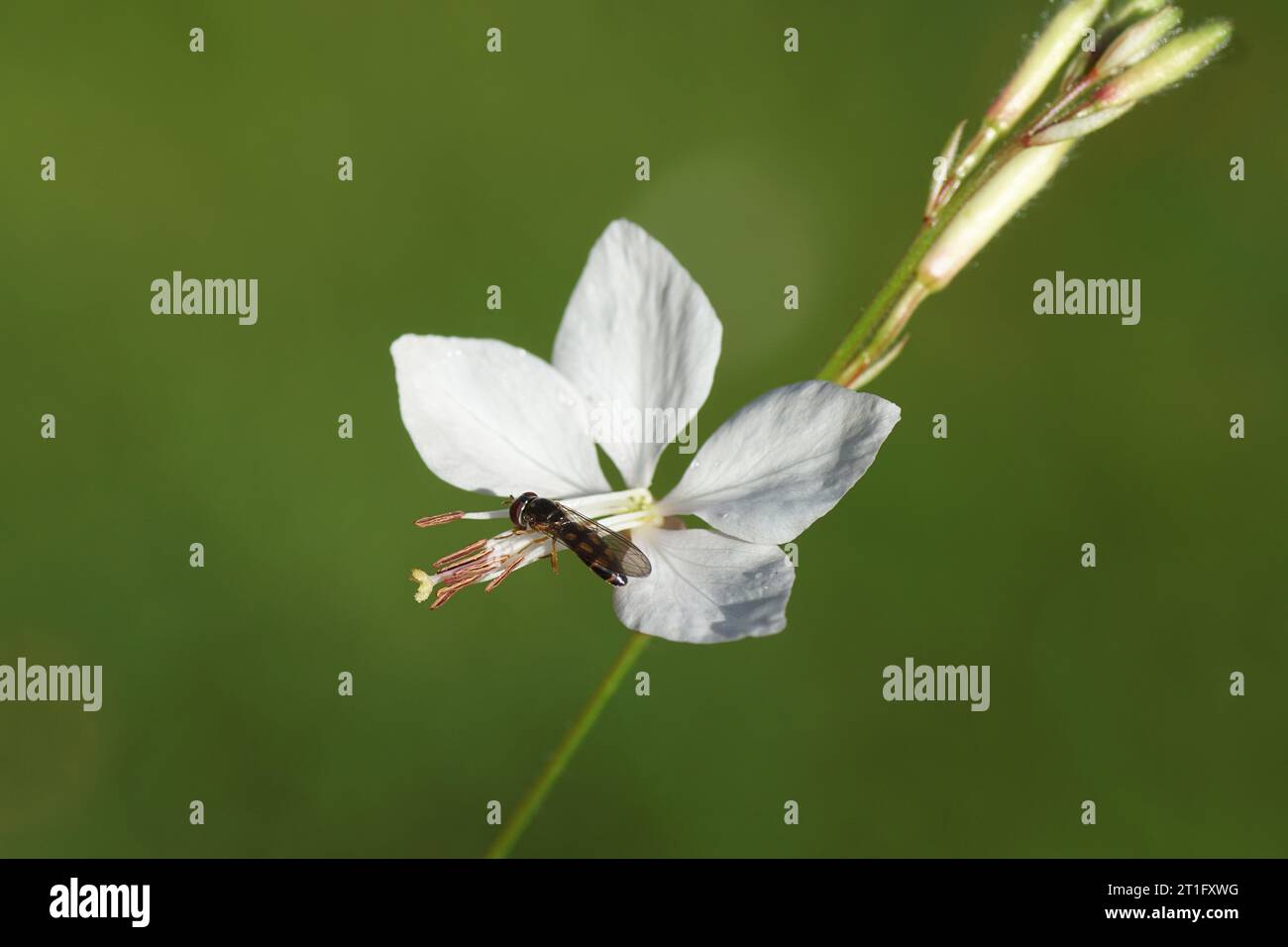 Melanostoma scalare femmina, famiglia Syrphidae su un fiore di Gaura bianca (Oenothera, Gaura lindheimer), famiglia Onagraceae. Settembre, Foto Stock