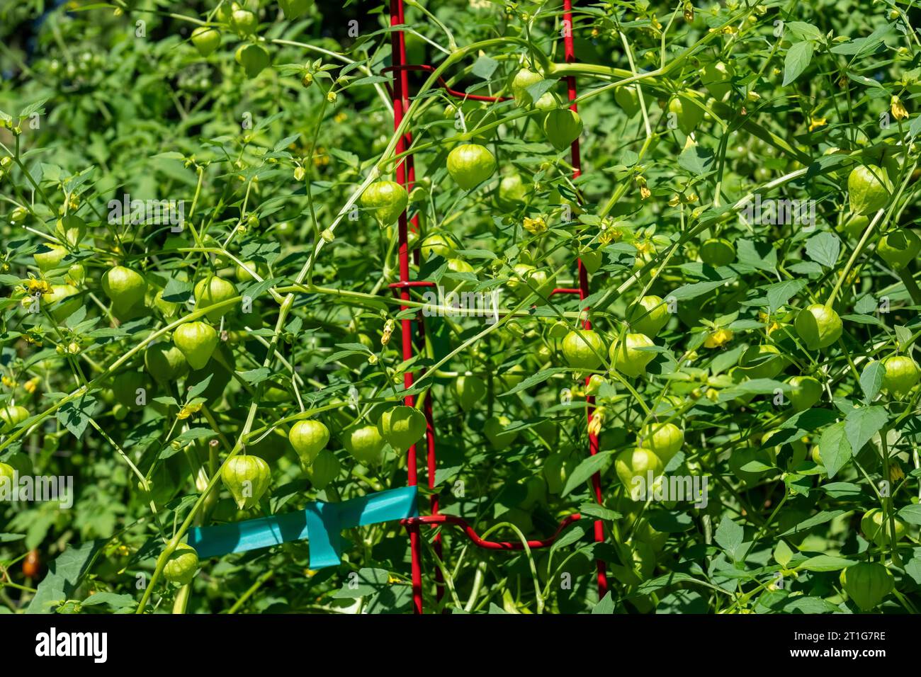Issaquah, Washington, USA. Piante di tomatillo con molti tomatilli pronti per la raccolta. Foto Stock