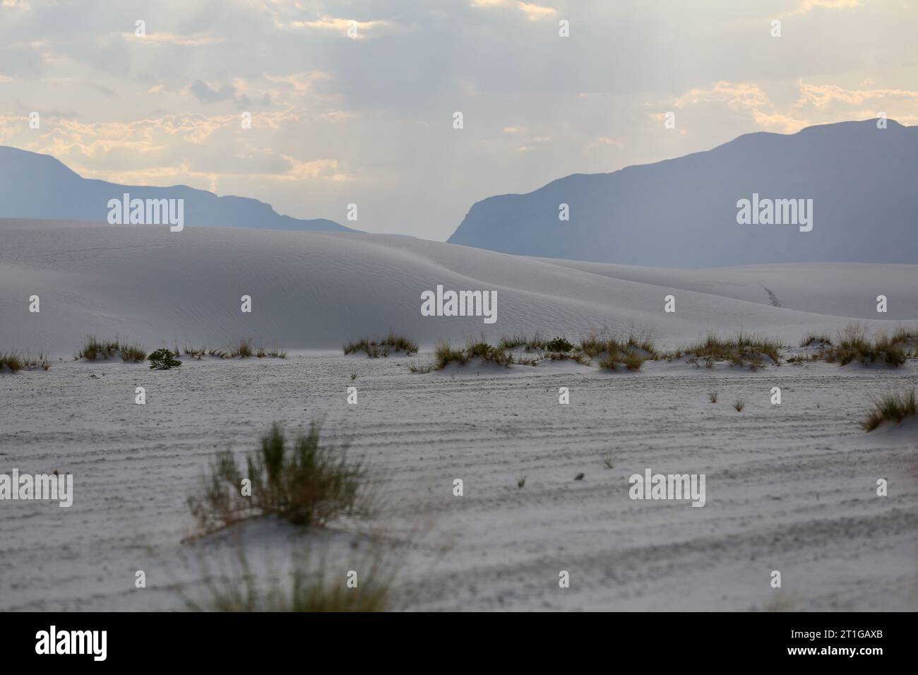 La vita nel deserto Foto Stock