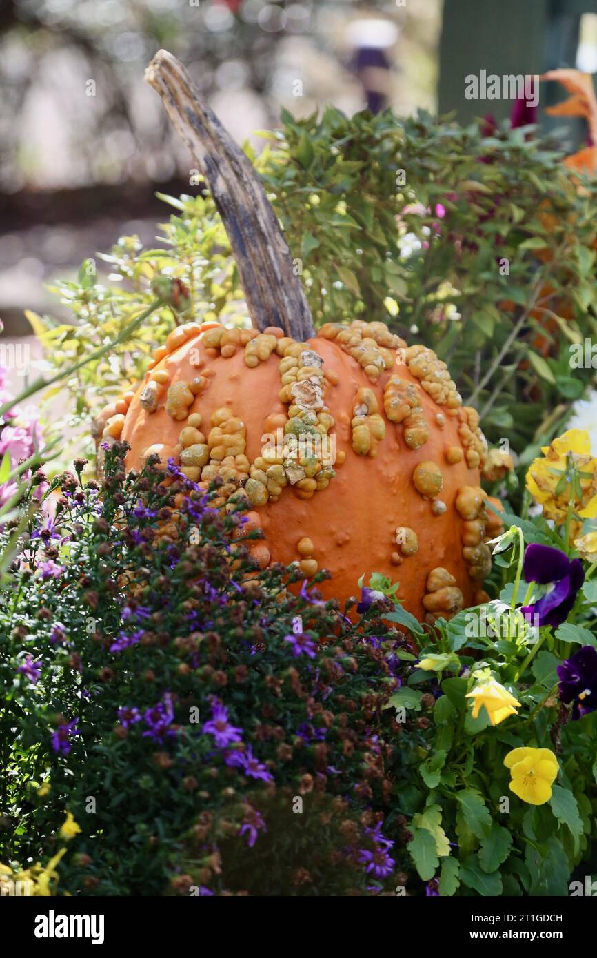 Zucca in fiori Foto Stock