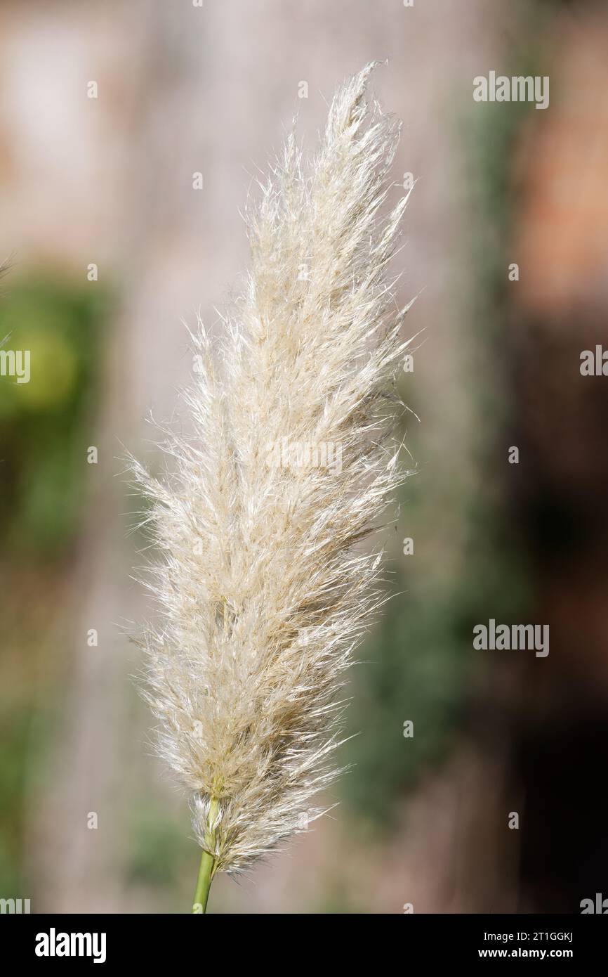 Cortaderia selloana fiore piuma fronda di pampas pianta erbosa in autunno su sfondo sfocato Foto Stock