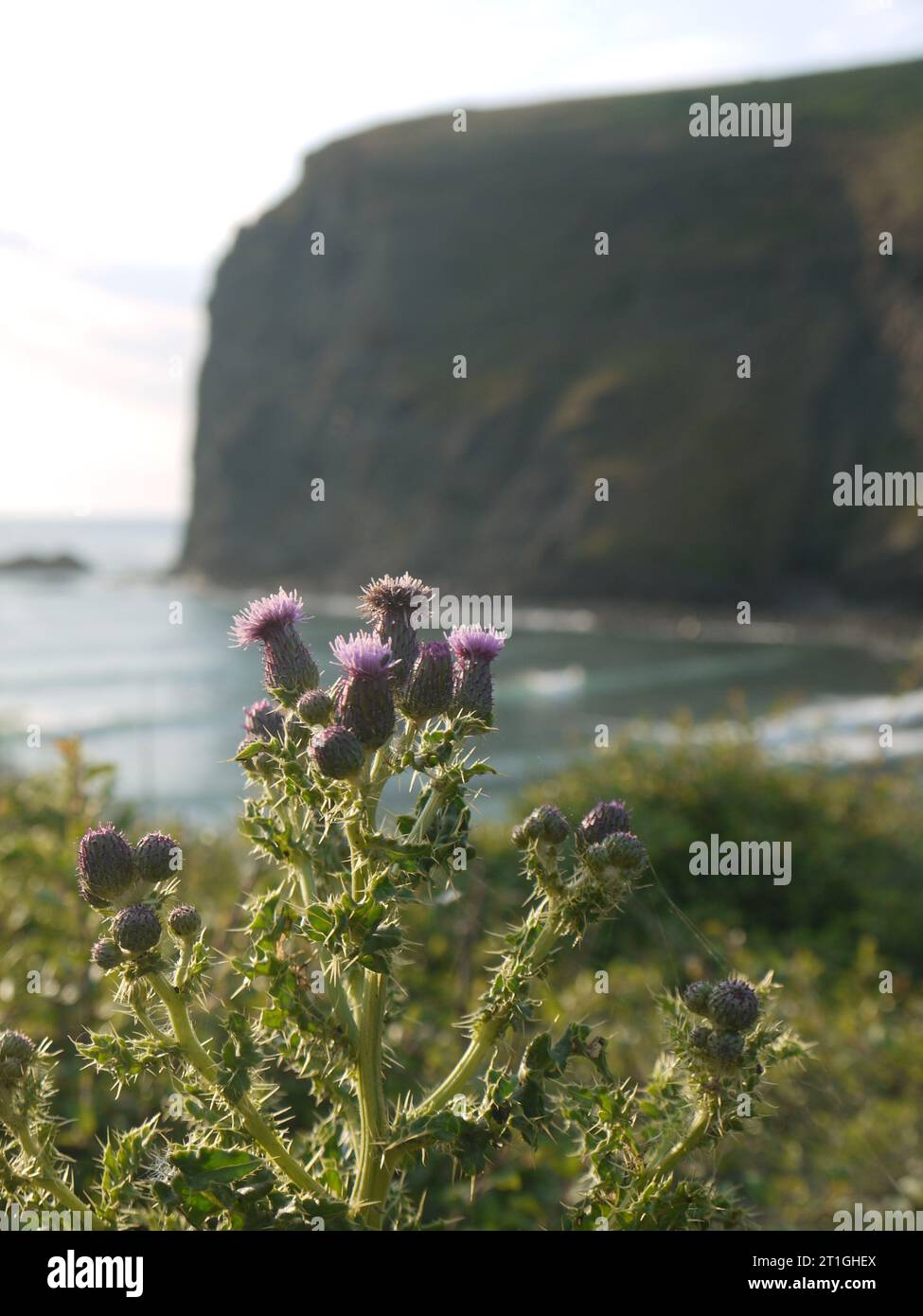 Crackington Haven, Cornovaglia, Regno Unito - 24 giugno 2023: Cirsium arvense (fischio strisciante o fischio da campo) che fiorisce su una scogliera di fronte a Penkenna Point. Foto Stock