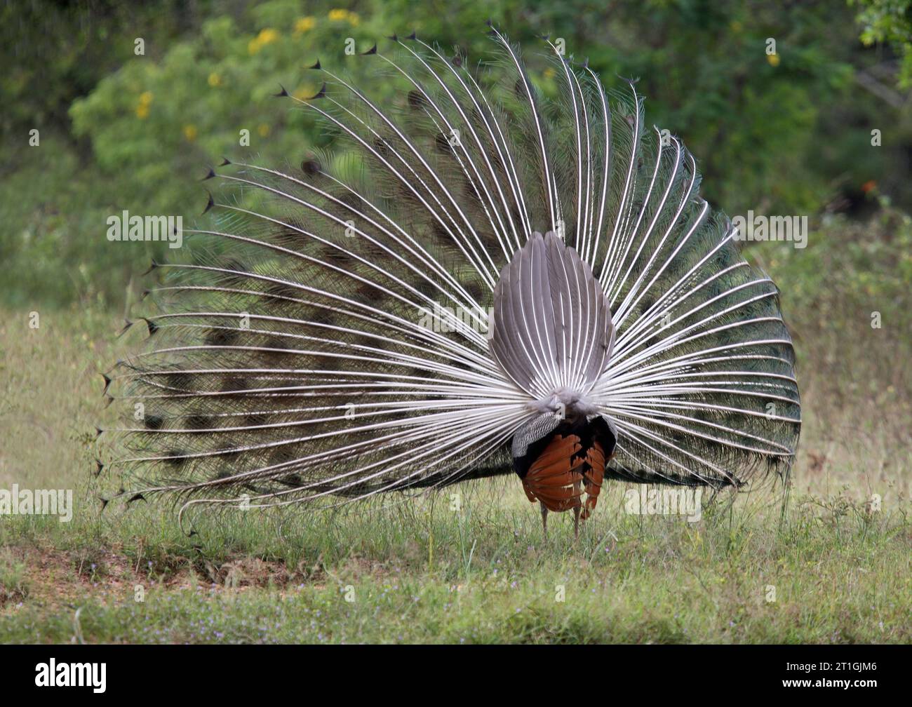 Paafowl comune, paafowl indiano, paafowl blu (paravolo cristatus), esposizione maschile, India Foto Stock
