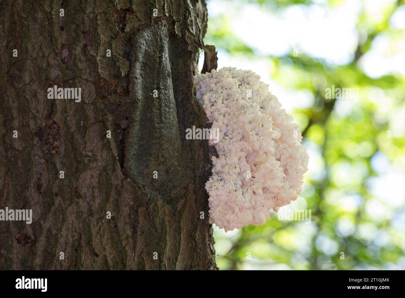 Fungo a pettine, dente di corallo (Hericium coralloides, Hericium clathroides), su legno morto, Germania Foto Stock