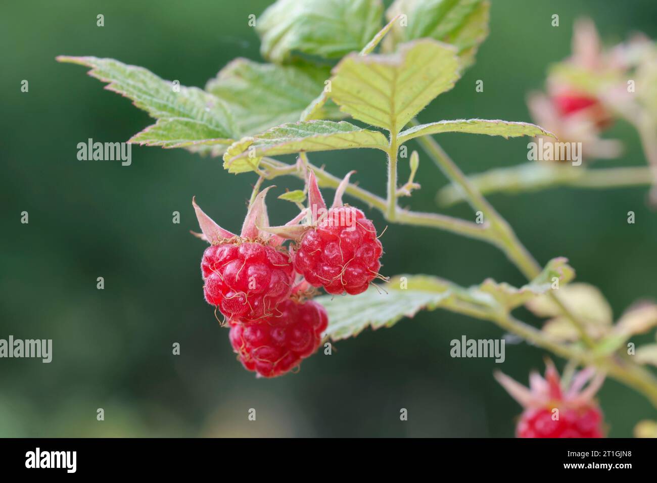 Lampone rosso europeo (Rubus idaeus), ramo con lamponi, Germania Foto Stock