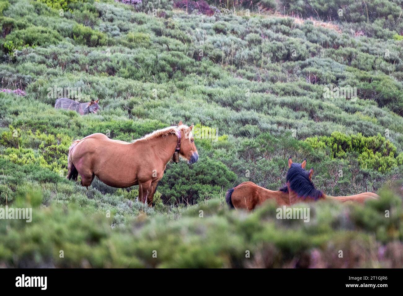 Lupo iberico, lupo iberico (Canis lupus signatus), osservando cavalli liberi, Spagna Foto Stock