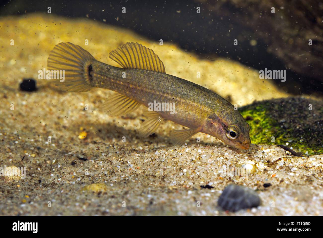 Mudminnow orientale (Umbra pygmaea), foraggio su terreno sabbioso, vista laterale Foto Stock