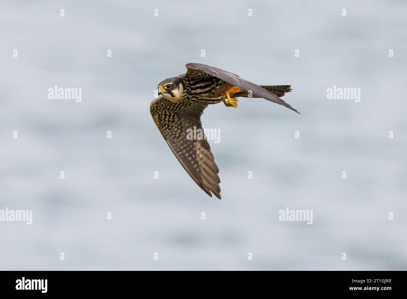 Hobby settentrionale (Falco subbuteo), in volo con preda catturata, vista laterale, Germania, Baviera, Speichersee Foto Stock