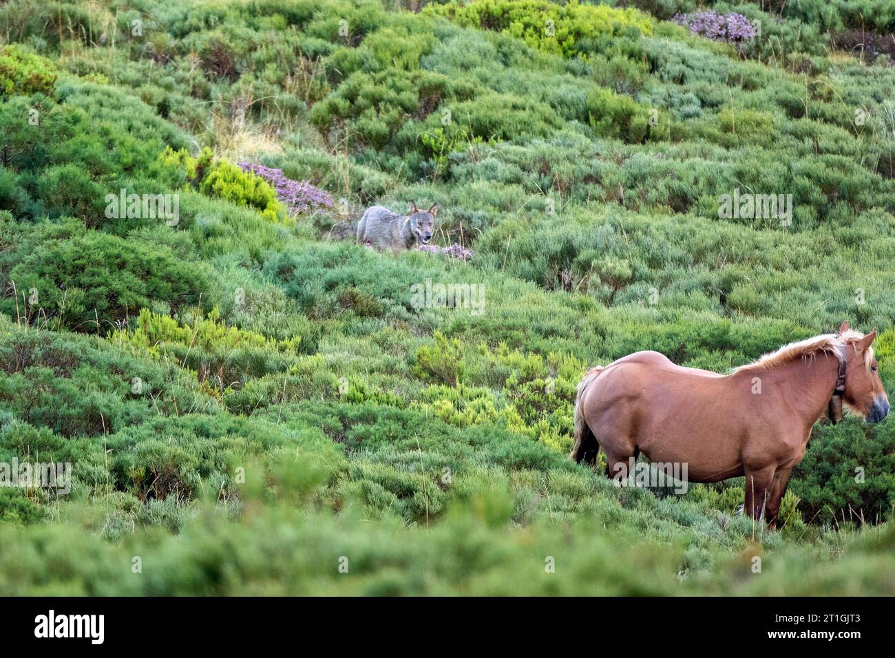 Lupo iberico, lupo iberico (Canis lupus signatus), osservando un cavallo a corsa libera, Spagna Foto Stock