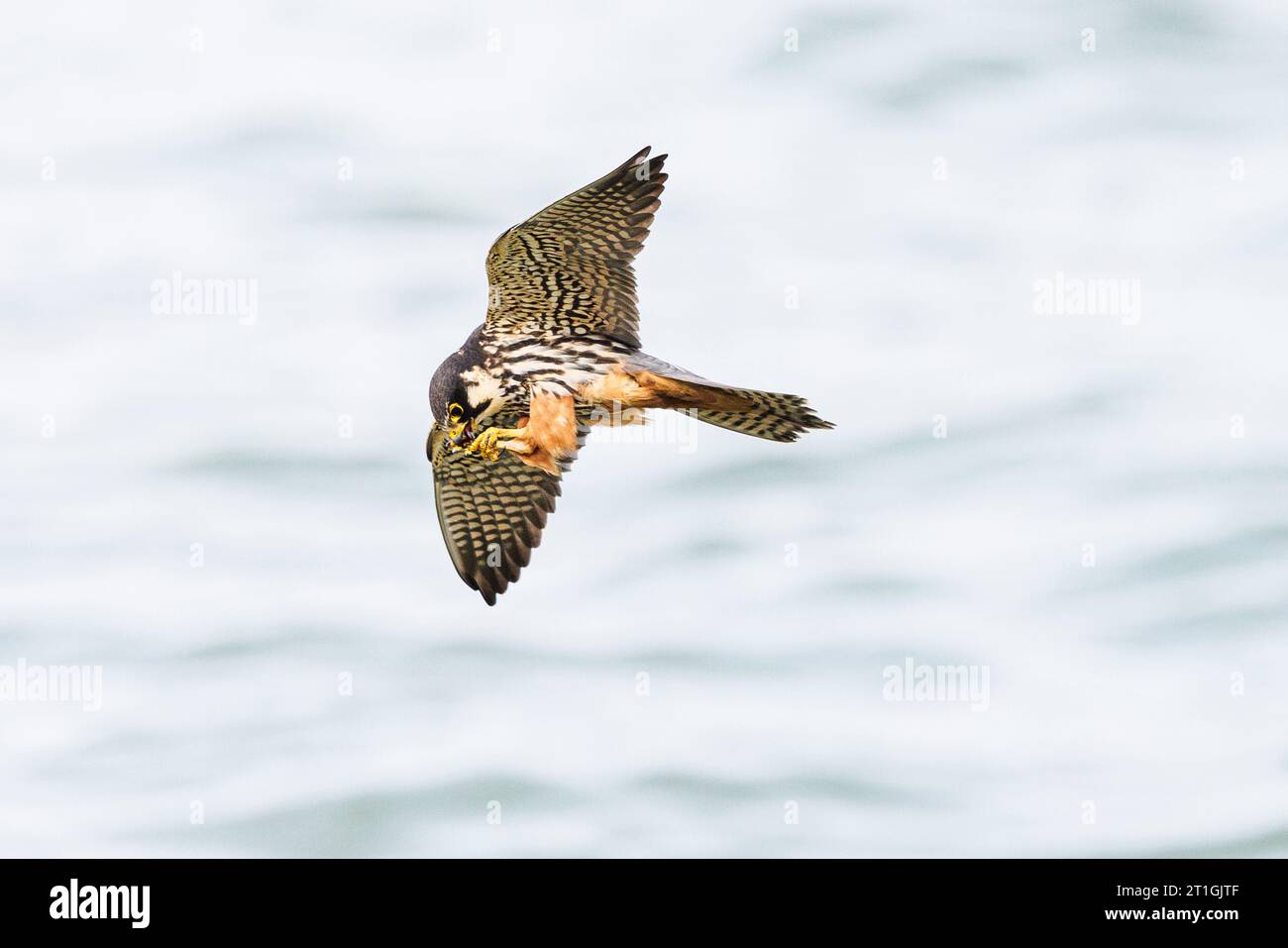 Hobby settentrionale (Falco subbuteo), mangiare in volo, vista laterale, Germania, Baviera, Speichersee Foto Stock