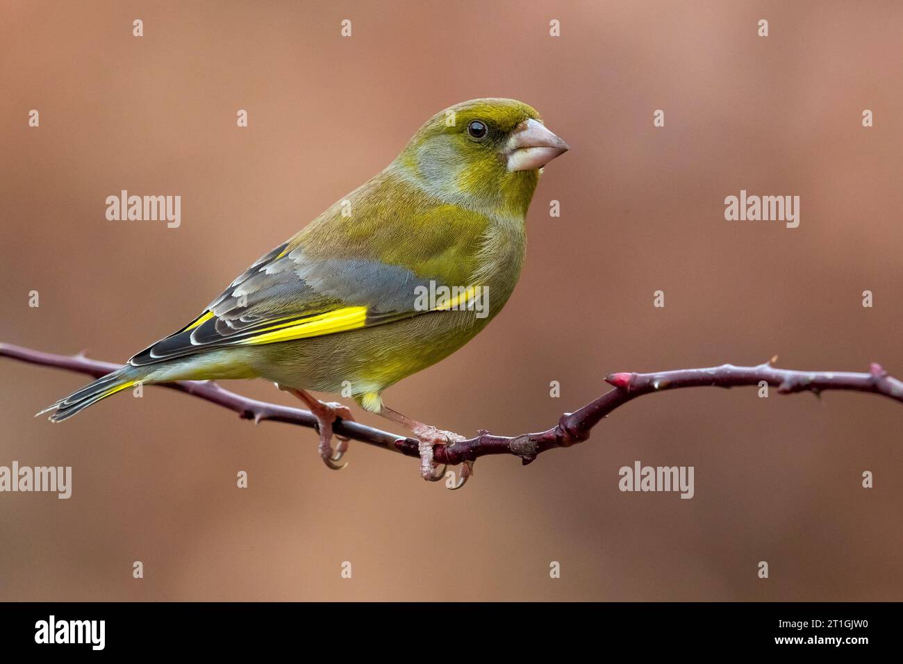 Greenfinch occidentale (Carduelis chloris, Chloris chloris), seduto in una filiale, Italia, Toscana Foto Stock