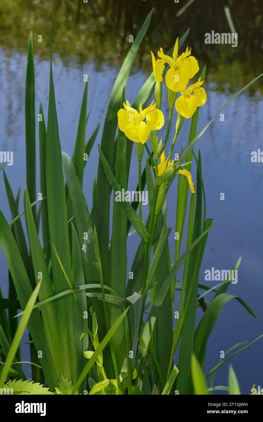 Iris giallo, bandiera gialla (Iris pseudacorus), fioritura, Germania Foto Stock