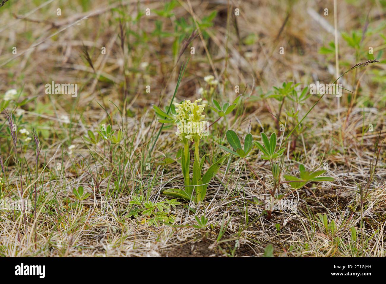 Fiore di cucù (Dactylorhiza sambucina), fioritura, Islanda, Selfoss Foto Stock