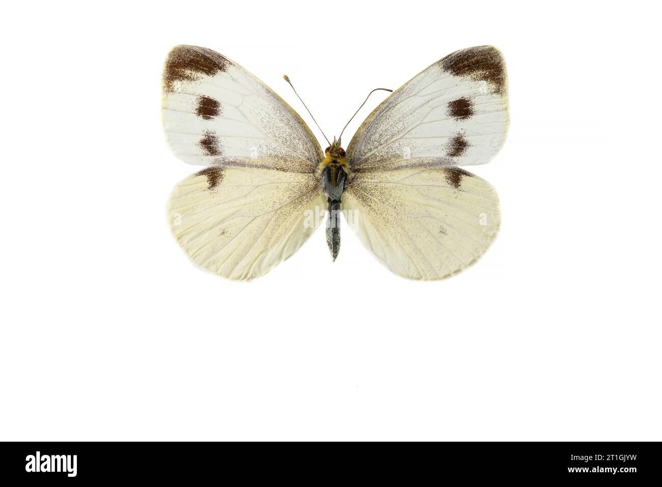 Southern Small White (Pieris mannii), femmina, lato superiore, ritagliato Foto Stock