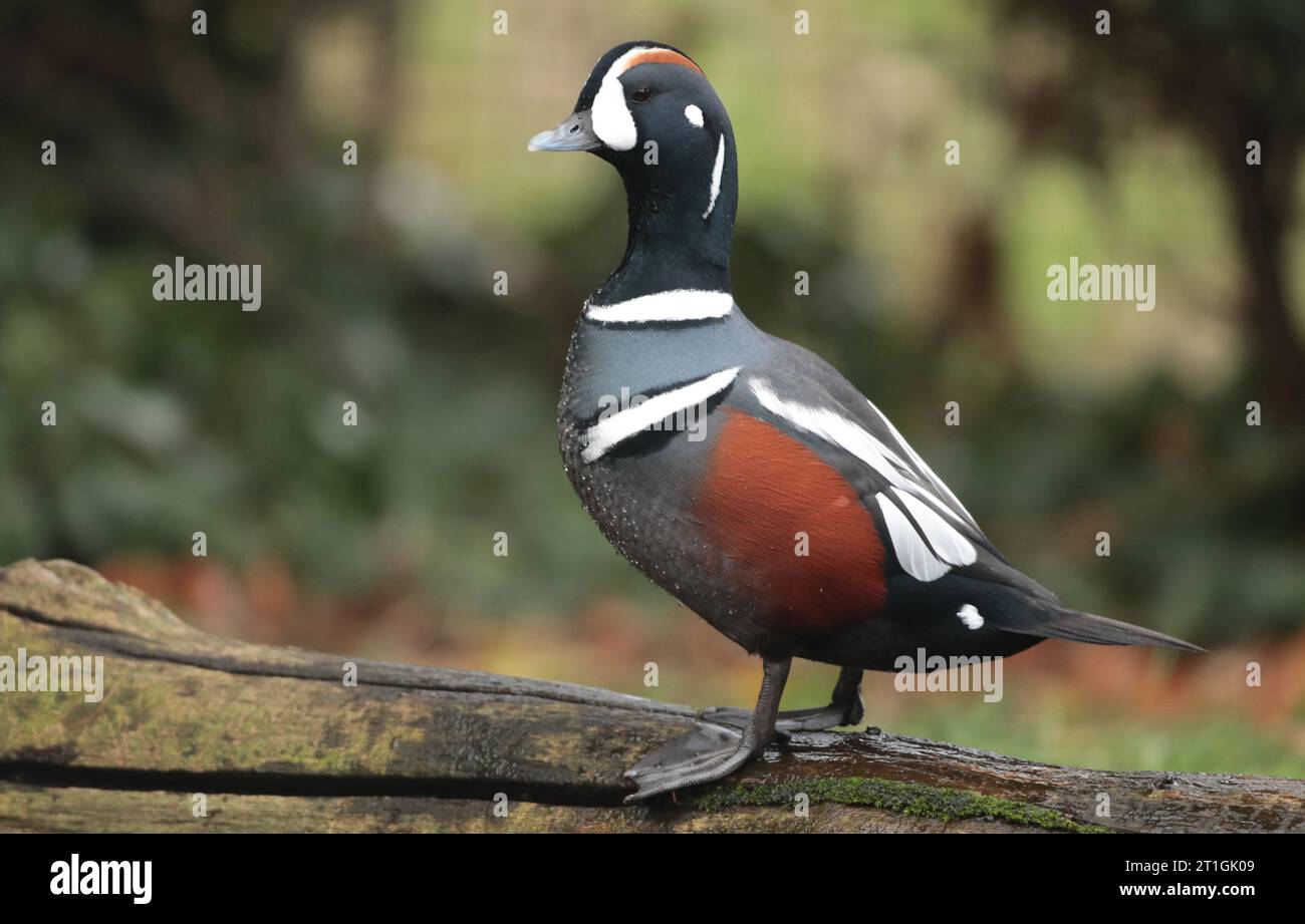 anatra arlecchese, anatra dipinta, anatra totem, anatra rocciosa, anatra glaciale, anatra di montagna, tuffatore dagli occhi bianchi, strisciante, striscia blu (Histrionicus Foto Stock