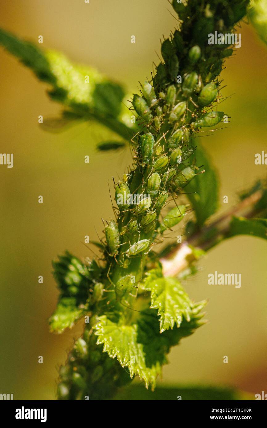 Afido dolce prato (Macrosiphum cholodkovskyi), su meadowsweet, Filipendula ulmaria, Germania, Baviera, Isental Foto Stock