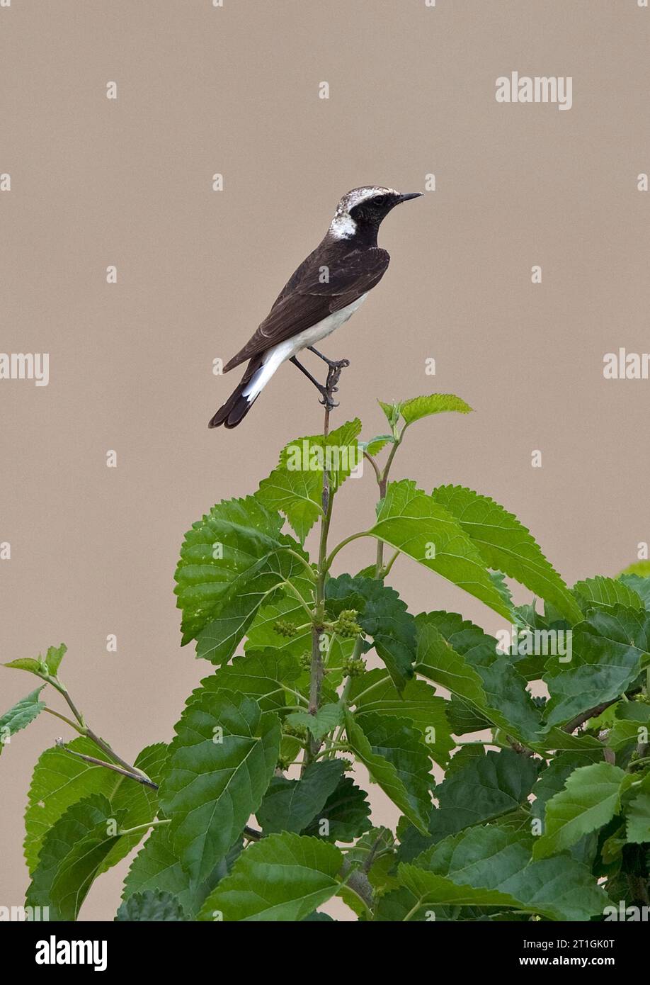 Patear (Oenanthe pleschanka), maschio arroccato sulla cima di un cespuglio, in Asia Foto Stock