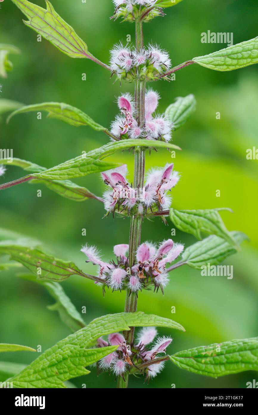 Motherwort, throw-wort, Lion's Ear, Lion's Tail (Leonurus cardiaca subsp. Cardiologia, Leonurus cardiologia), fiori, Germania Foto Stock