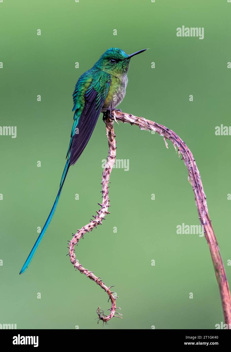 Silfa dalla coda lunga (Aglaiocercus kingii emmae, Aglaiocercus emmae), maschio arroccato su una pianta morta, Brasile Foto Stock