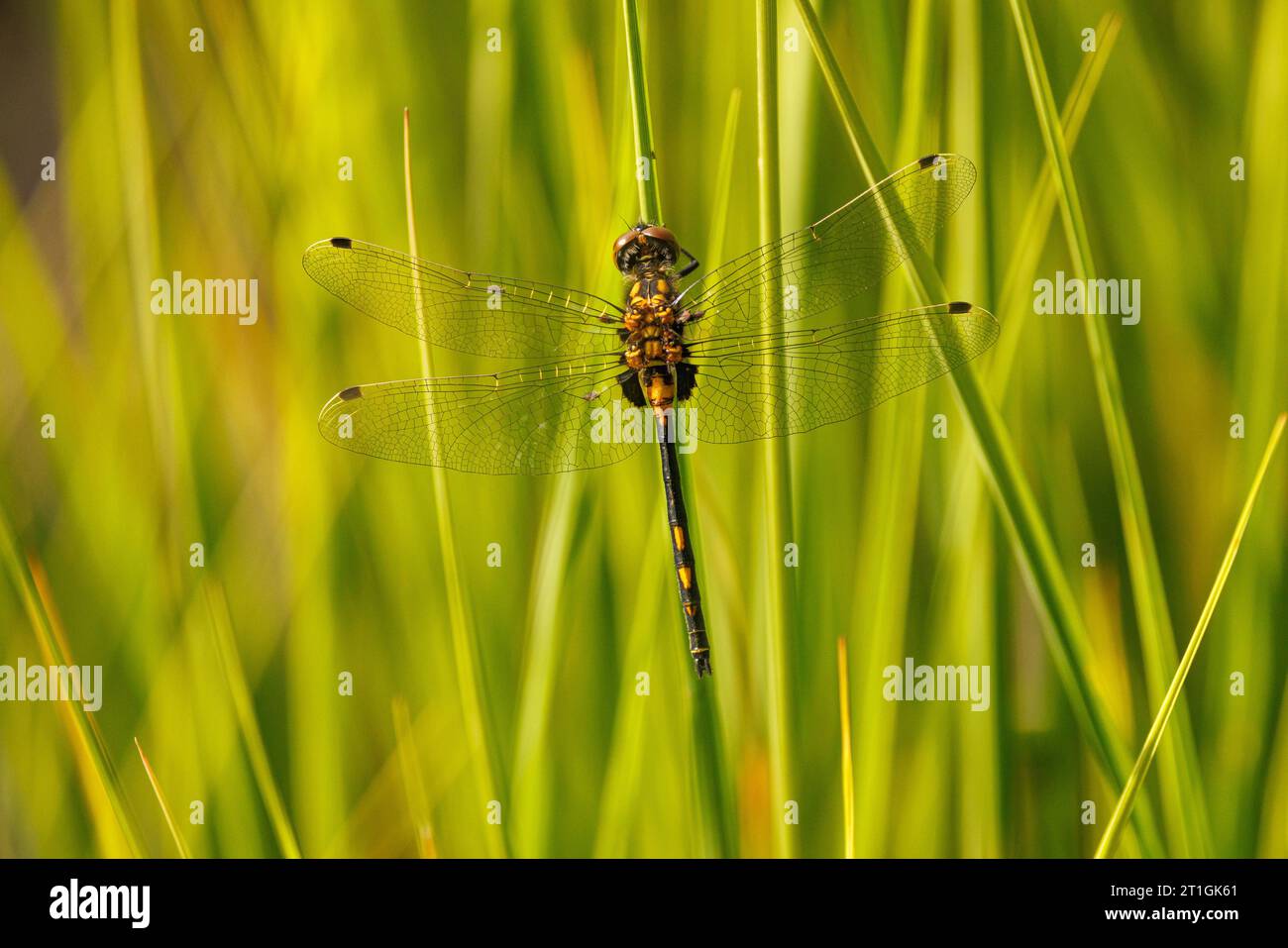 darter dalla faccia bianca, libellula dalla faccia bianca (Leucorrhinia dubia, Leucorhinia dubia), femmina seduta su una lama d'erba, Germania, Baviera, Grundloser Foto Stock