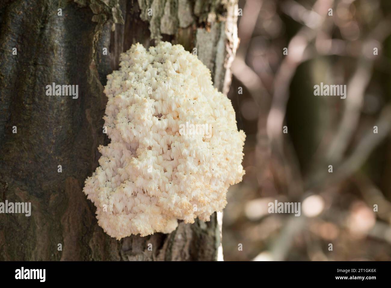 Fungo a pettine, dente di corallo (Hericium coralloides, Hericium clathroides), su legno morto, Germania Foto Stock