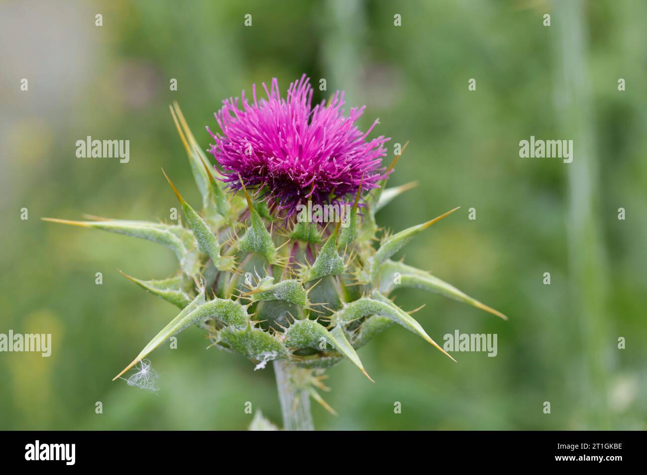 Beato Milkthistle, Lady's thistle, Milkthistle (Silybum marianum, Carduus marianus), fioritura, Croazia Foto Stock
