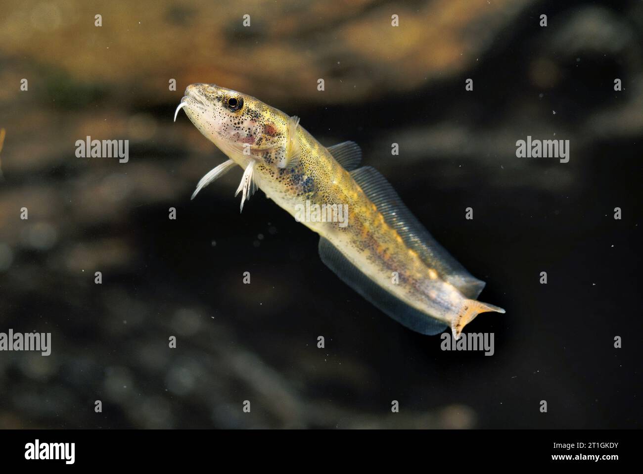 Burbot (Lota lota), giovanile, vista laterale Foto Stock