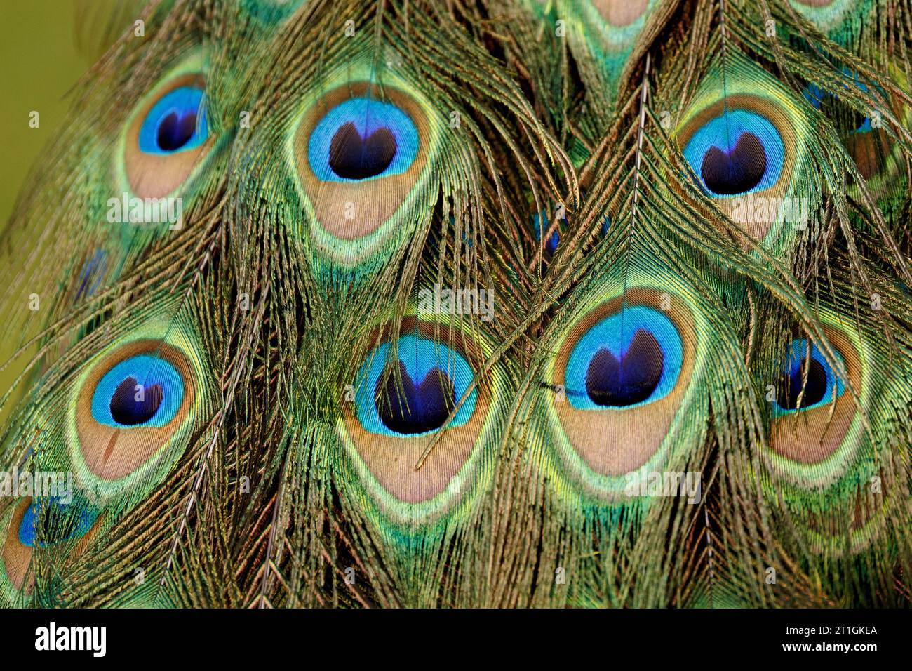 Peafowl comune, Peafowl indiano, Peafowl blu (Pavo Cristatus), piume di pavone, dettaglio Foto Stock