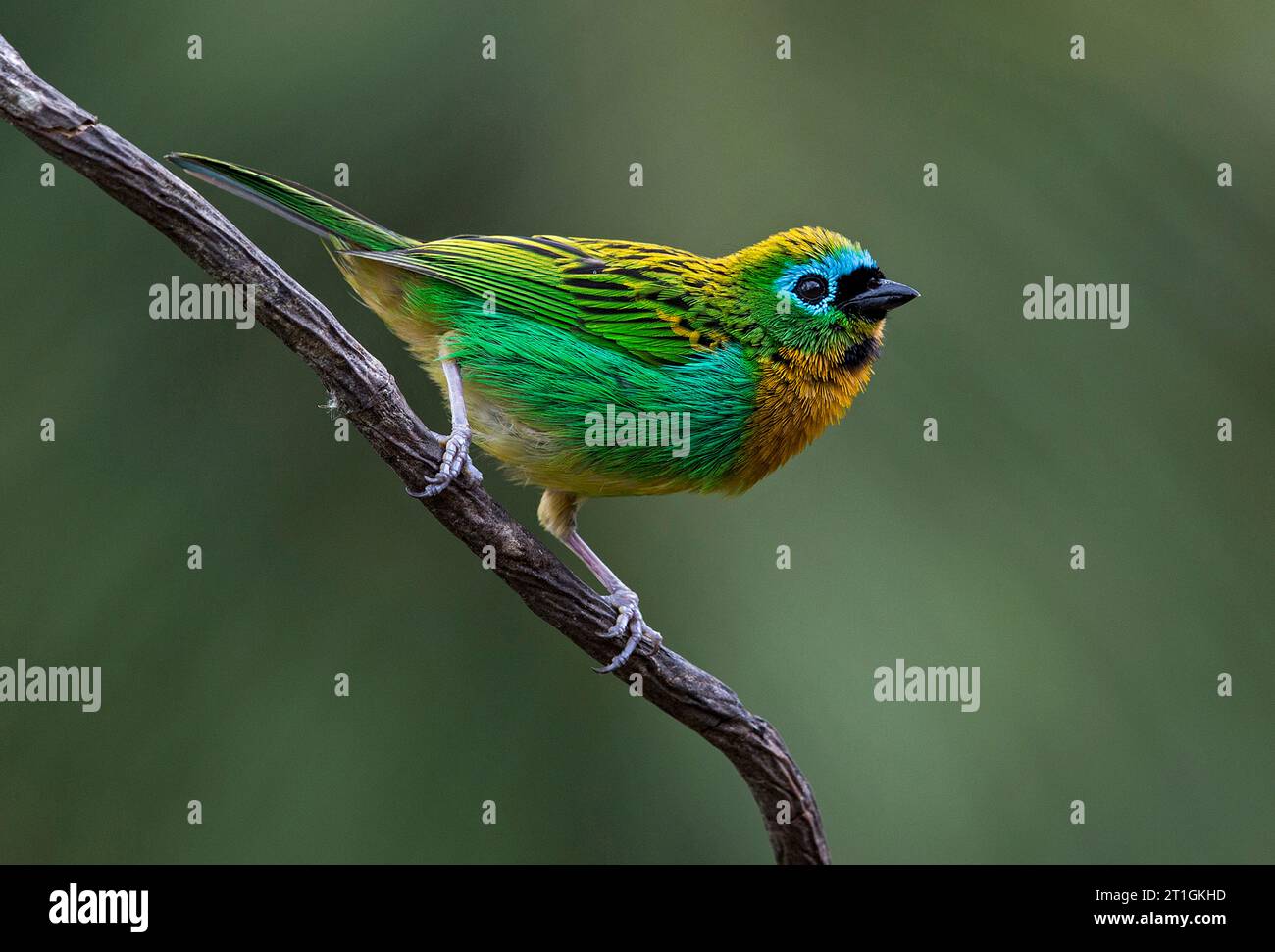 Tanager dal petto brassy (Tangara desmaresti), arroccato su un ramo della foresta di Ran brasiliana, Brasile Foto Stock